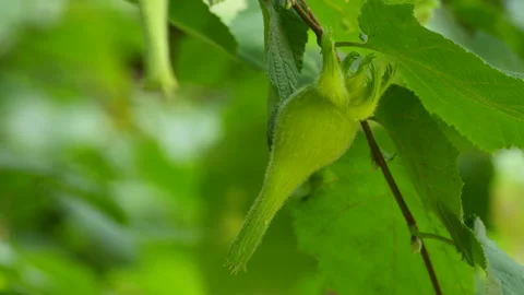 Beaked hazelnut focus Stock-Footage 114127454