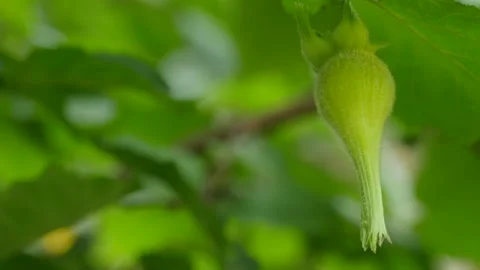Beaked hazelnut with hand Stock-Footage 114140731