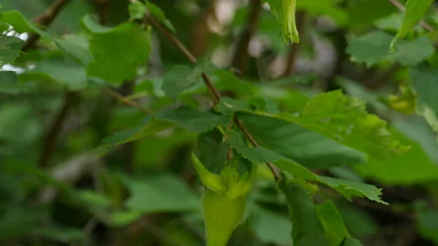Beaked hazelnut left pan Stock-Footage 114130658