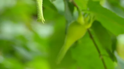 Beaked hazelnut rack focus Stock-Footage 114130692