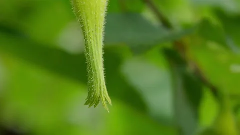 Beaked hazelnut tilt-up Stock-Footage 114130699