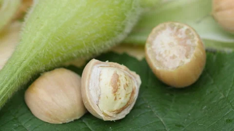 Beaked hazelnuts pan on table Stock-Footage 114140875