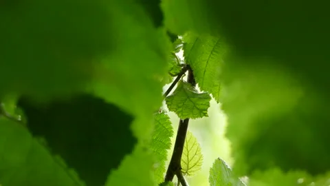 Beaked hazelnuts tilt-down Stock-Footage 114127440