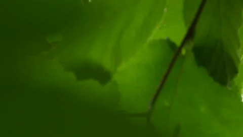 Beaked hazelnuts tilt-up Stock-Footage 114127583