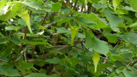 Beaked hazelnuts in a tree  Stock-Footage 114130645