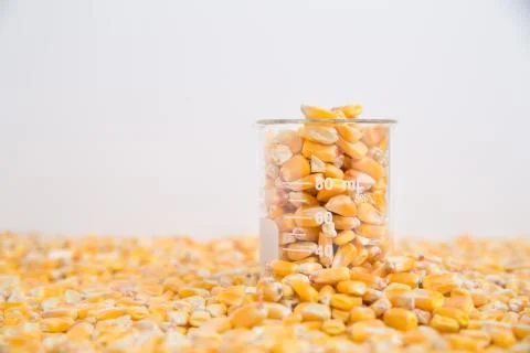 Beaker of corn kernels sitting in layer of corn Stock Photos