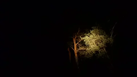 The beam of the flashlight randomly illuminates the crowns of trees in the dark. Stock Footage 140170140