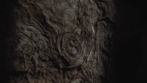 Beam of Light Illuminating Tree Bark Texture Stock Footage 289844820