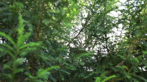 Beam of light passing through the trees. Yew tree illuminated by the sun. Video stock 132732957