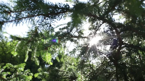 Beam of light passing through the trees. Spruce illuminated by the sun. Video stock 132733295