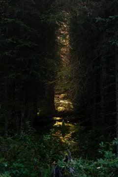 A beam of light shines through the dark forest, illuminating the undergrowth. Stock Photos