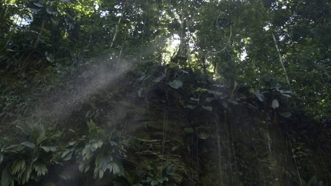Beam of sunlight passing through green trees Stock Footage 77810012