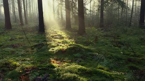 A Beam of sunlight shines through the pine trees in a foggy forest during winter Stock Footage 219463377