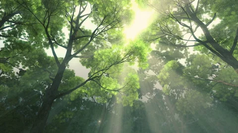 A beam of sunlight through the forest. the camera slowly moving past the sum Stock-Footage 154901327