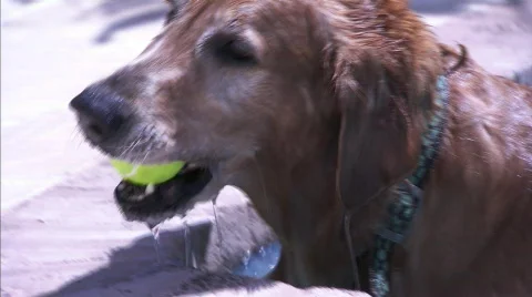 Beamer playing in the pool 1 Stock Footage 509224
