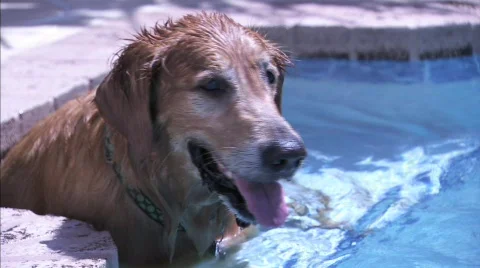 Beamer playing in the pool 1 Stock Footage 509227