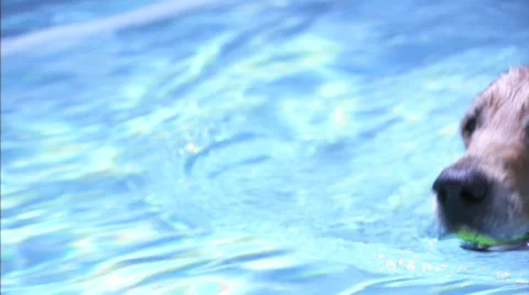 Beamer playing in the pool 1 Stock Footage 509231