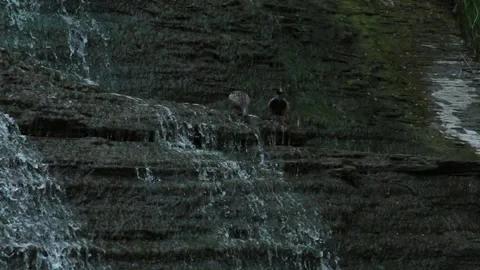Beamers falls - ducks eating algae Stock Footage 172388880