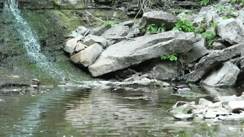 Beamers falls - ducks relax at the base of the falls Stock Footage 172389808