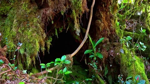 Beams of bright sunlight breaking through dense thicket of tropical plants Stock Footage 74968665