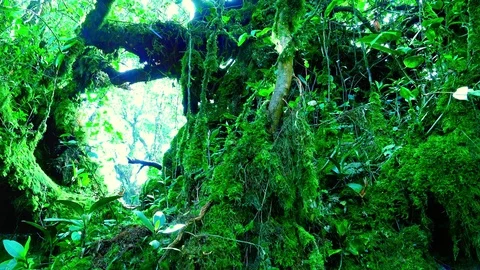 Beams of bright sunlight breaking through dense thicket of tropical plants Stock Footage 74968846