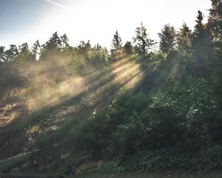 Beams of light in the forest 库存照片