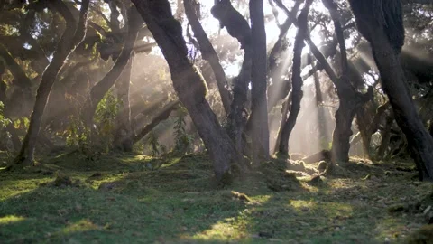 Beams of light pass through the trees of a primary forest, in Ethiopia Stock Footage 199634348