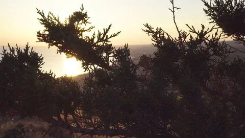 Beams of sitting sun through branches of thuja tree. Handheld shot Stock Footage