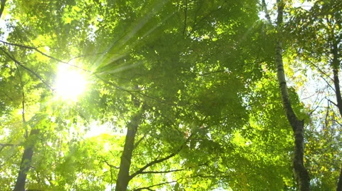 Beams of Sun in Forest Vidéo 42391594