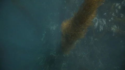 Beams of Sun Shining Down onto Kelp Forest off Coast of Anacapa Island 스톡 동영상 121526441