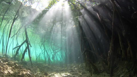 Beams of Sunlight Enter a Blue Water Mangrove in Misool, Raja Ampat Video stock 308820009