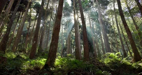 Beams of sunlight shining through the trees in alishan national forest recr.. Stock Footage 234952387