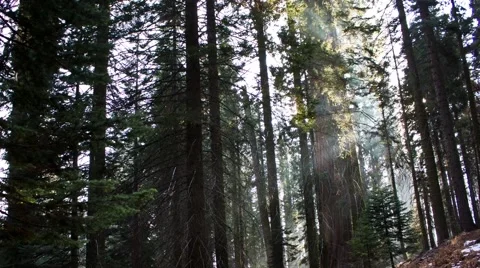 Beams of Sunlight Through the Forest Timelapse Stock Footage 65053138
