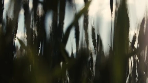 Beams of Sunlight in Wheat Vidéo 91794127