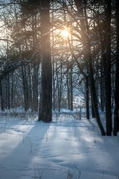 Beams of the sunset sun shine through trees in the winter pine forest Stock Photos