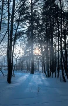 Beams of the sunset sun shine through trees in the winter pine forest Stock Photos