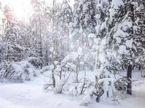 Beams of the sunset sun shine through trees in the winter pine forest Stock Photos