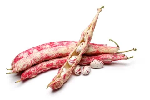 BEAN 0004 Stock Photos