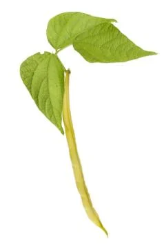 Bean and foliage Stock Photos