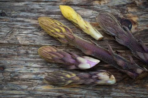 Bean broomrape Foto stock