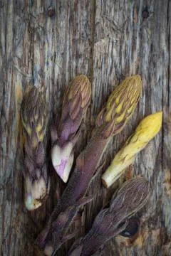 Bean broomrape 스톡 사진