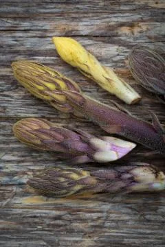 Bean broomrape Stock Photos