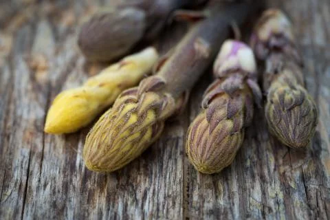 Bean broomrape Stock Photos