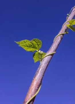 Bean bud on the branch with the sky in the background Foto stock