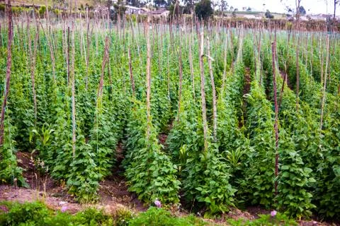 Bean cultivation Stock Photos