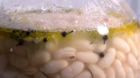 Bean detail 2 Stock Footage 100042797