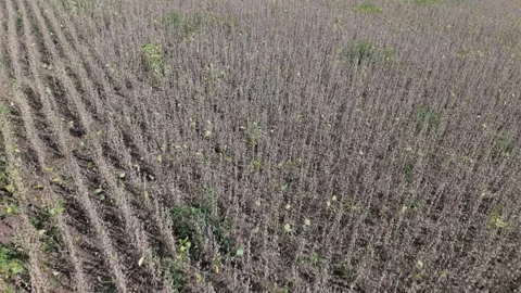 Bean field during the drought. Dry season. Stock Footage 331826796