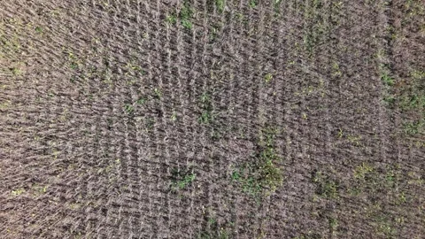Bean field during the drought. Dry season. Drone footage. Video stock 331826926