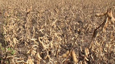 Bean Field Stock Footage 1183285