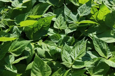 Bean field in the garden Stock Photos